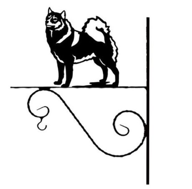 5_-_49_-_Finsk_szpic_-_kw.jpg