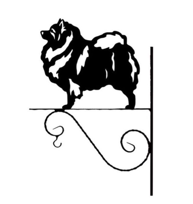 5_-_97_-_Szpic_wilczy_-_kw.jpg